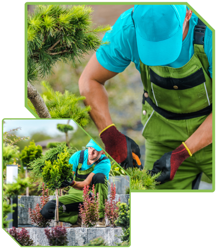 A man in green overalls is pruning branches on a tree in a garden setting.